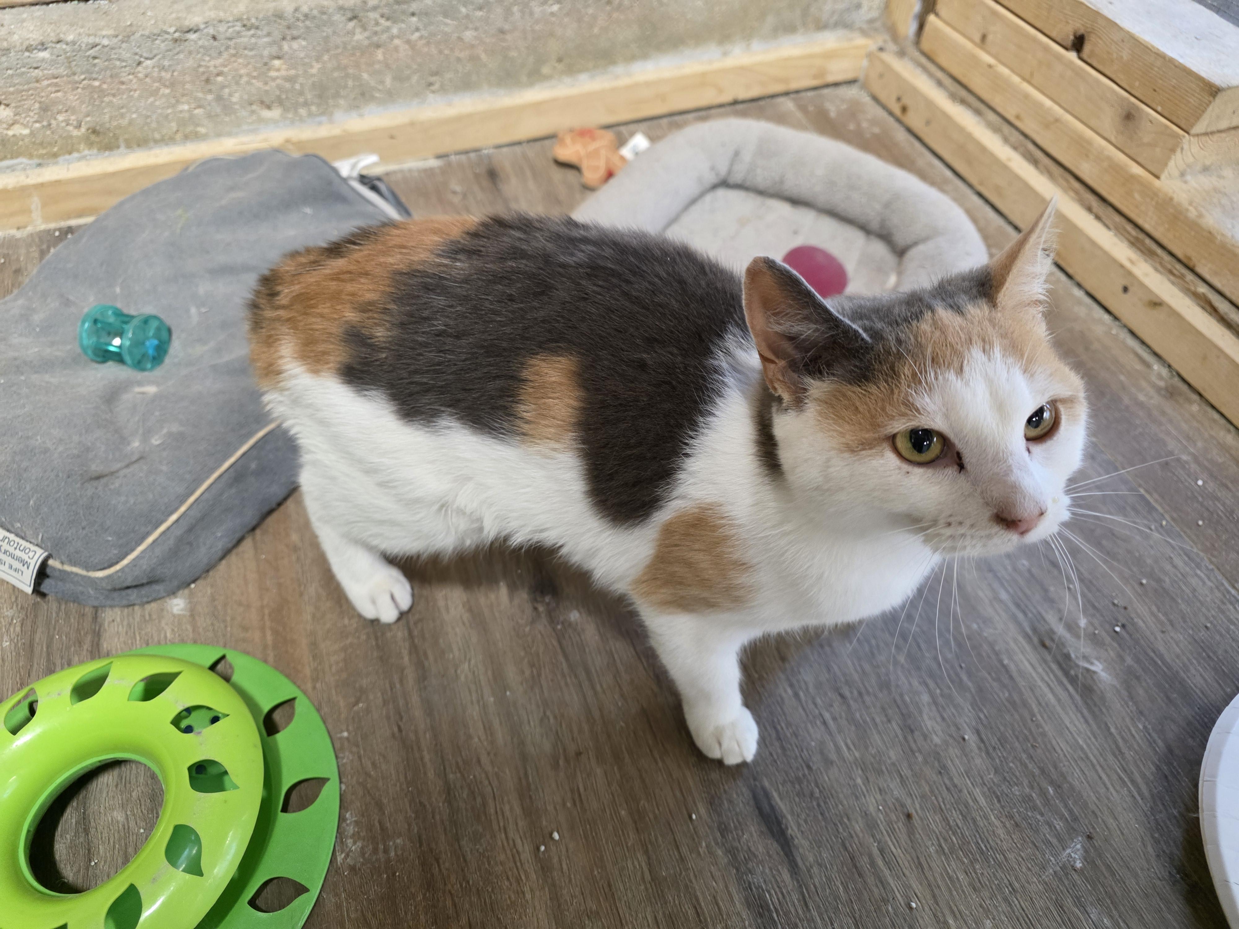 Enlarge Scilly, an adopted Calico in Richmond, VA image 5/6