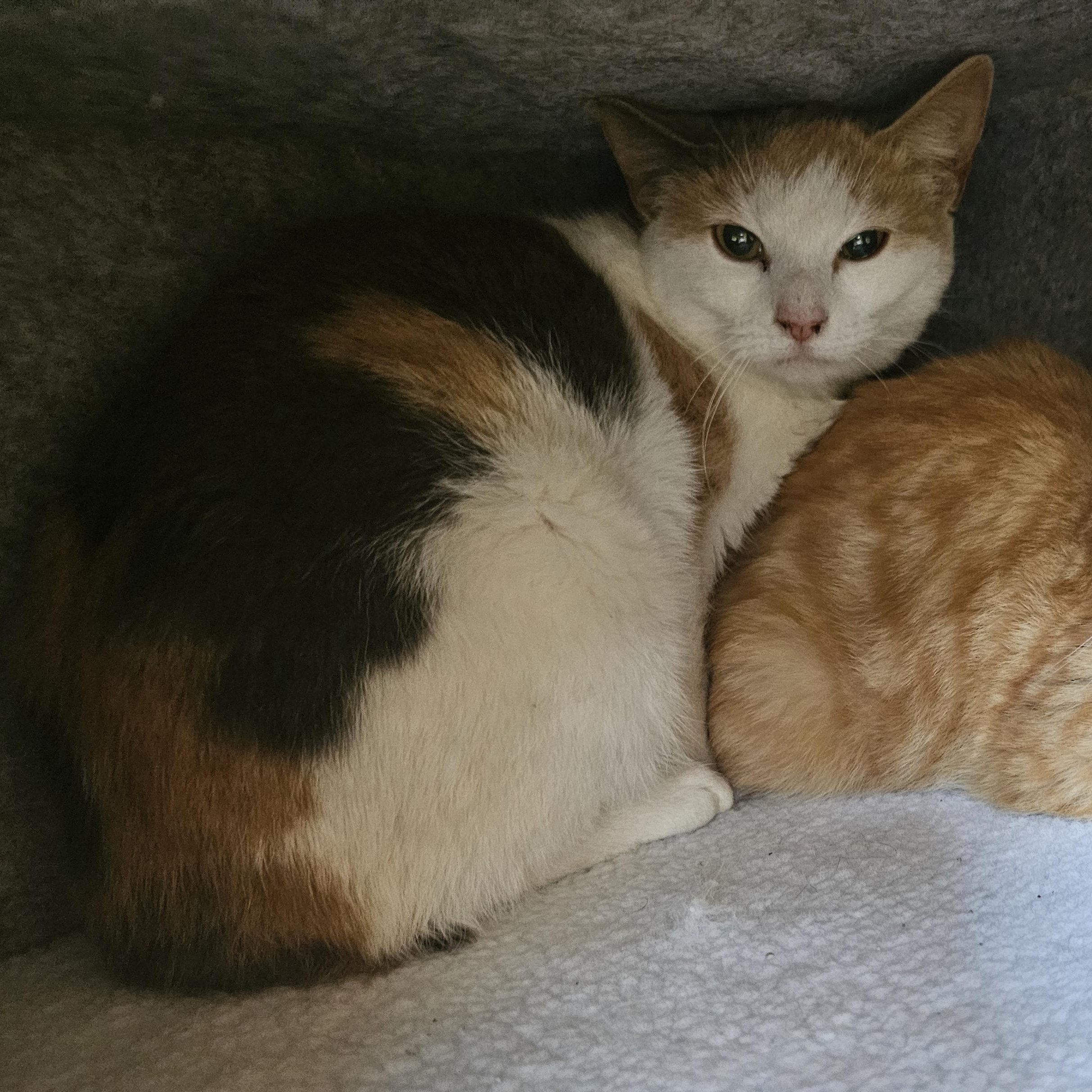 Enlarge Scilly, an adopted Calico in Richmond, VA image 3/6