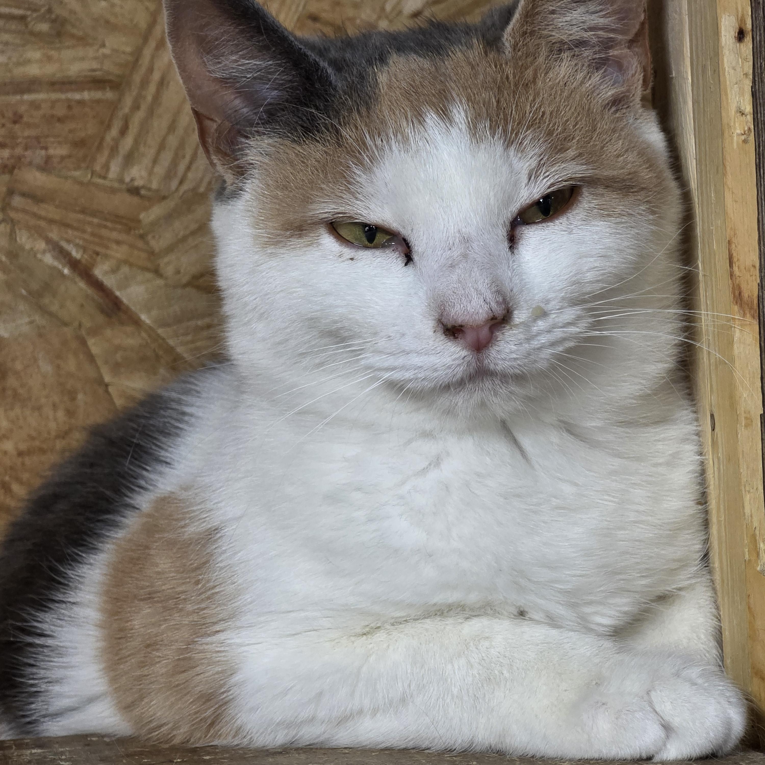 Enlarge Scilly, an adopted Calico in Richmond, VA image 4/6