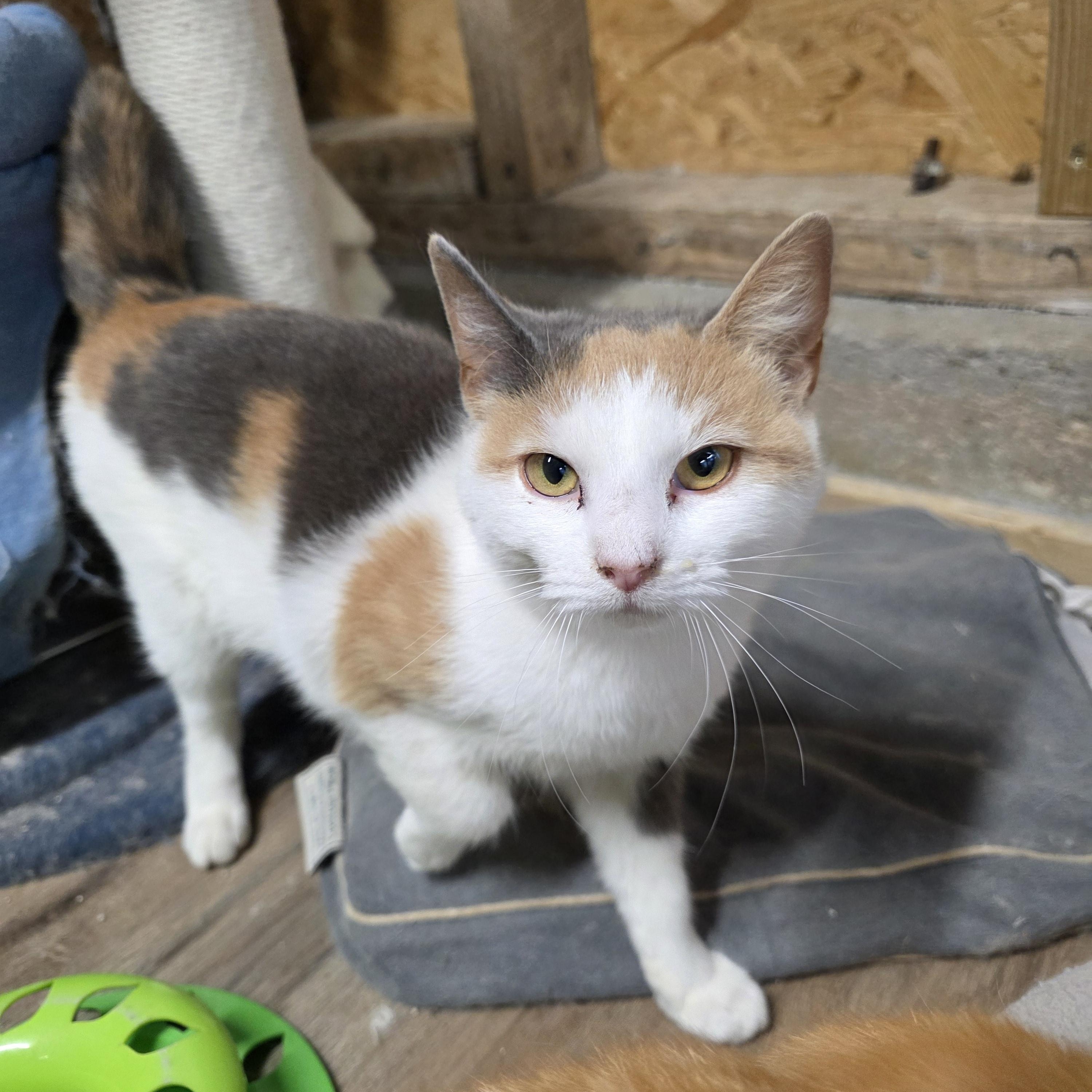 Enlarge Scilly, an adopted Calico in Richmond, VA image 1/6