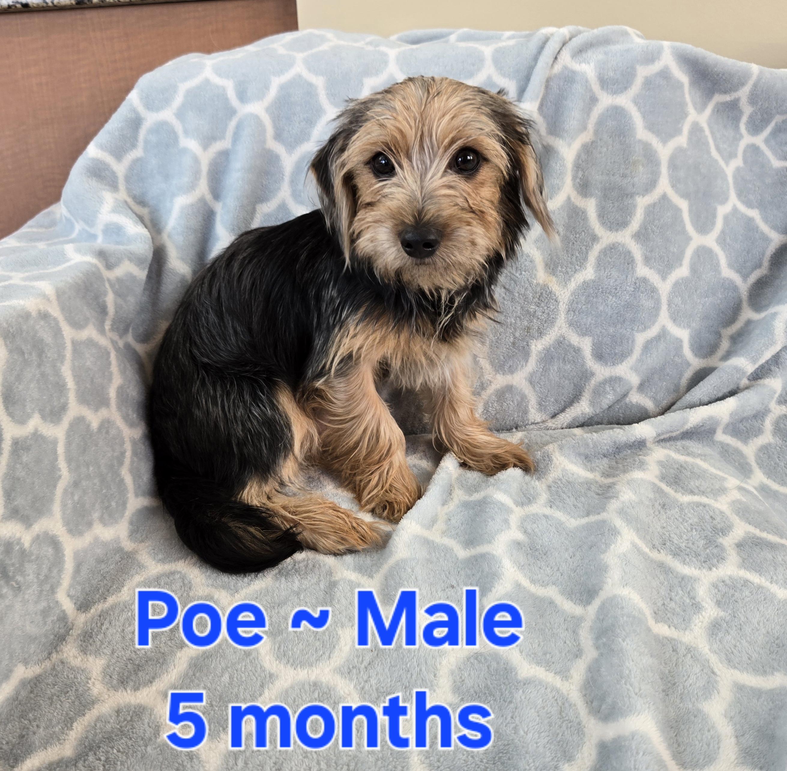 Poe