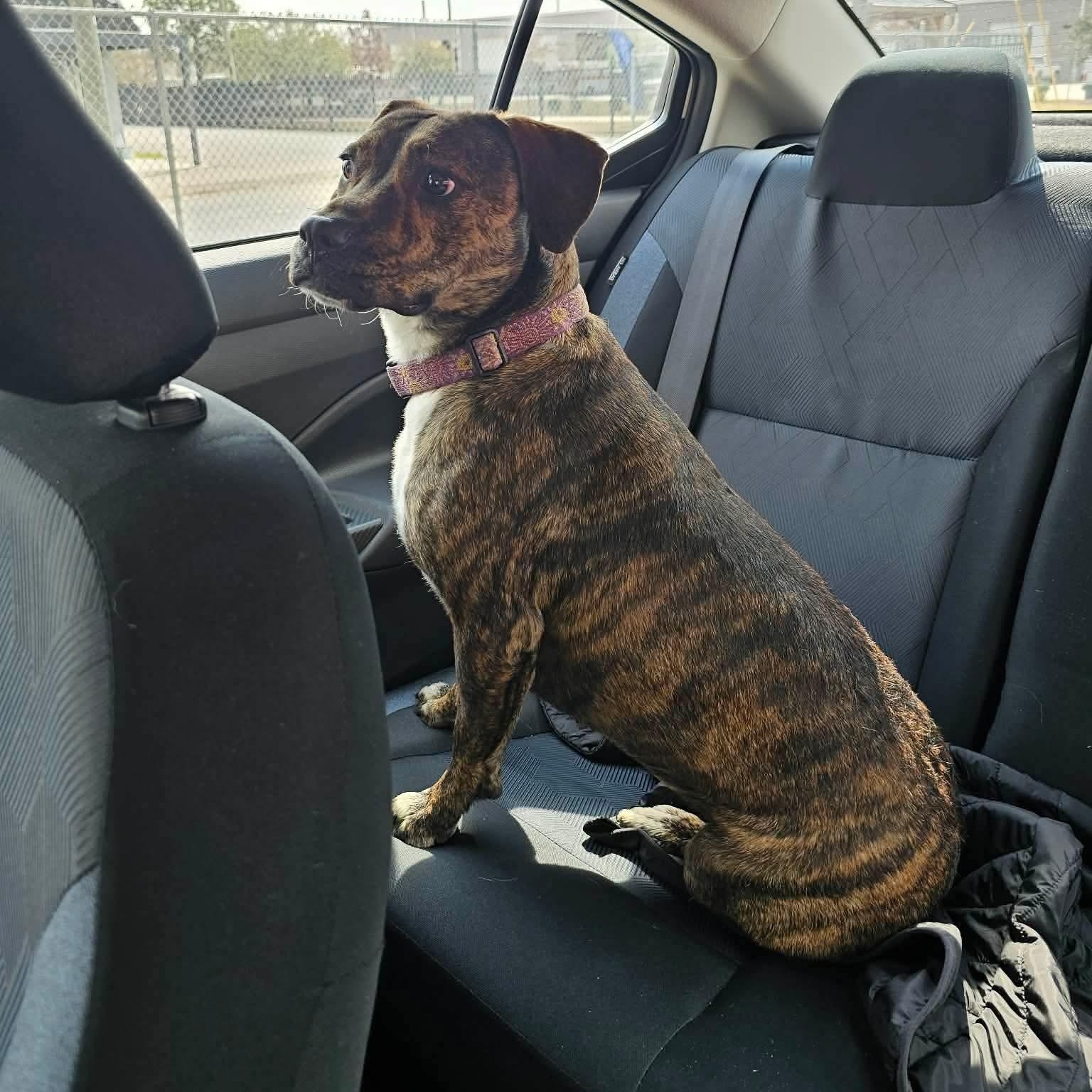 Alice, Adoptable, Young Female Mixed Breed.