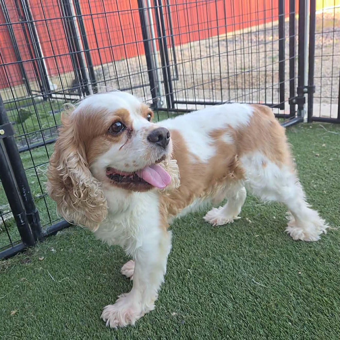 James, Adoptable, Senior Male Cocker Spaniel.