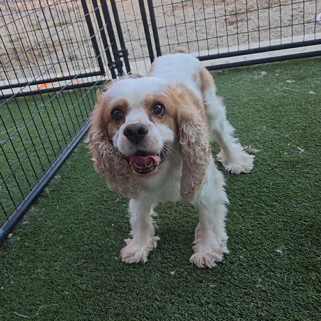 Enlarge James, a Adoptable mixed breed in Hutchinson, MN image 2/4