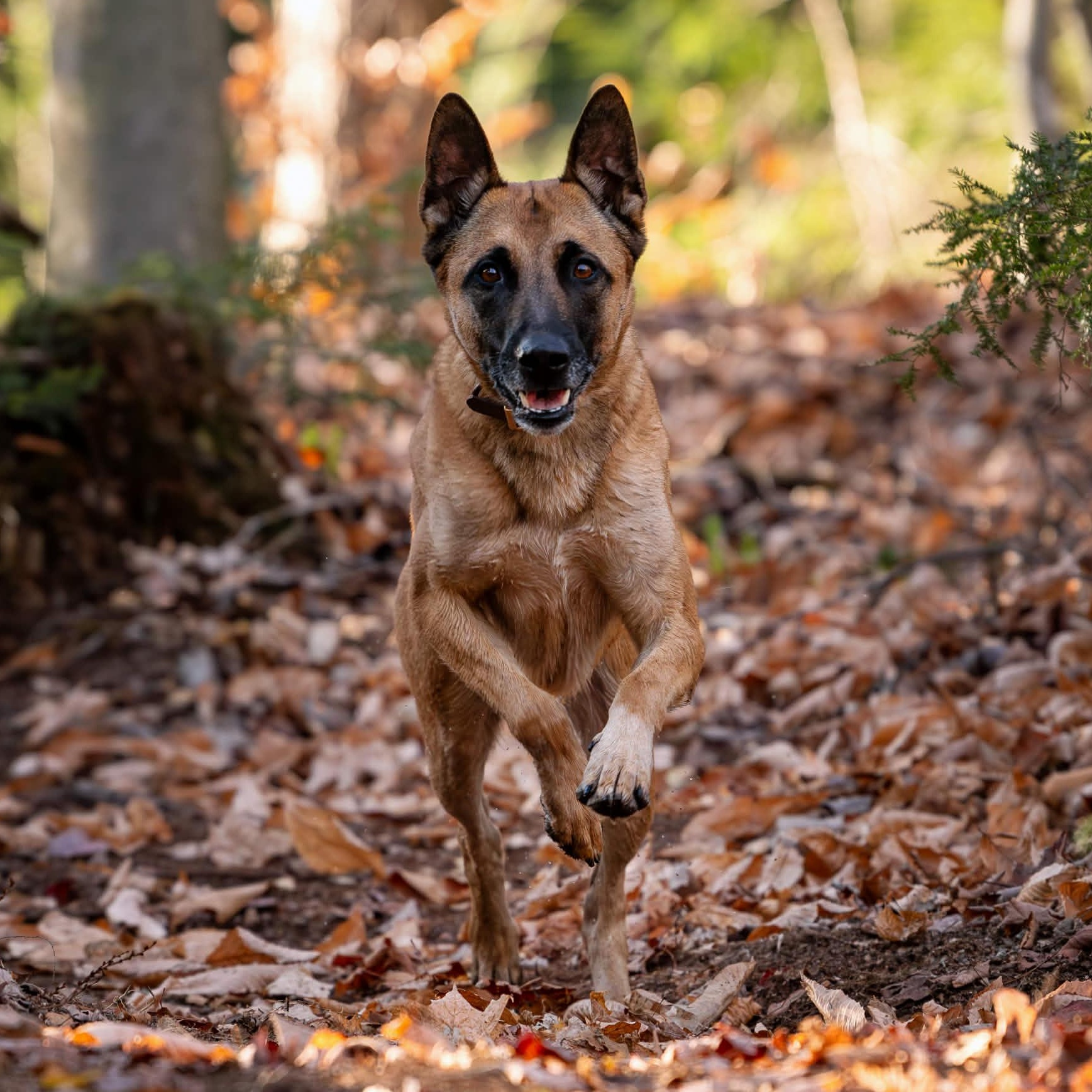 Soup, Adoptable, Adult Male Belgian Shepherd / Malinois.