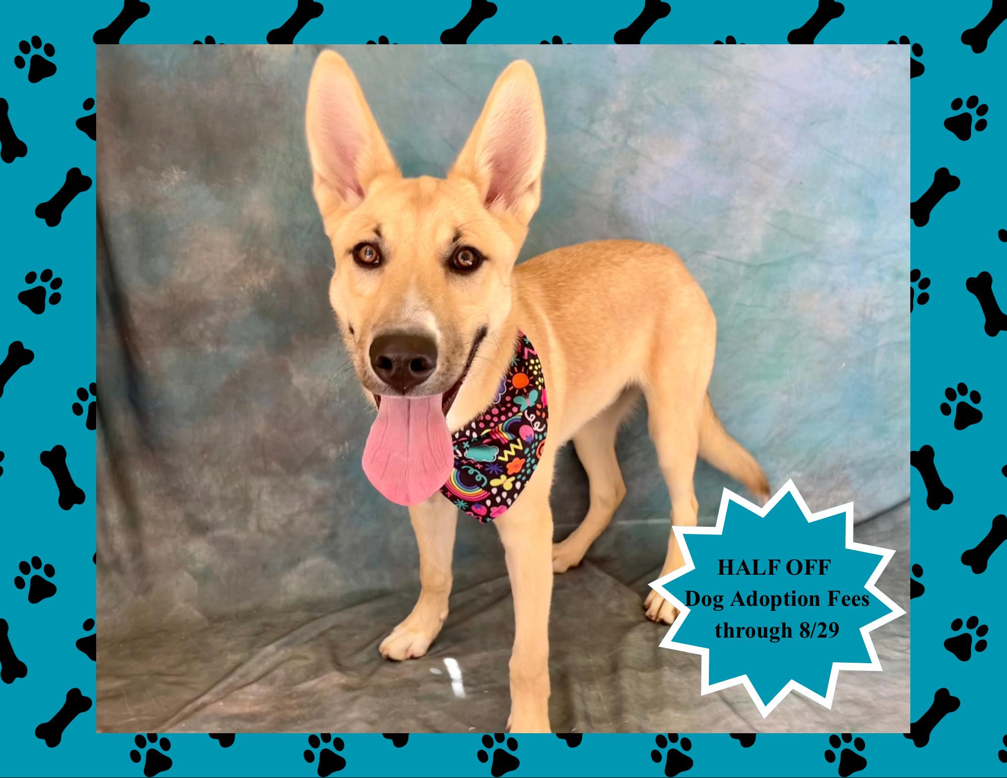 Rollo, adopted, Puppy Male German Shepherd Dog.