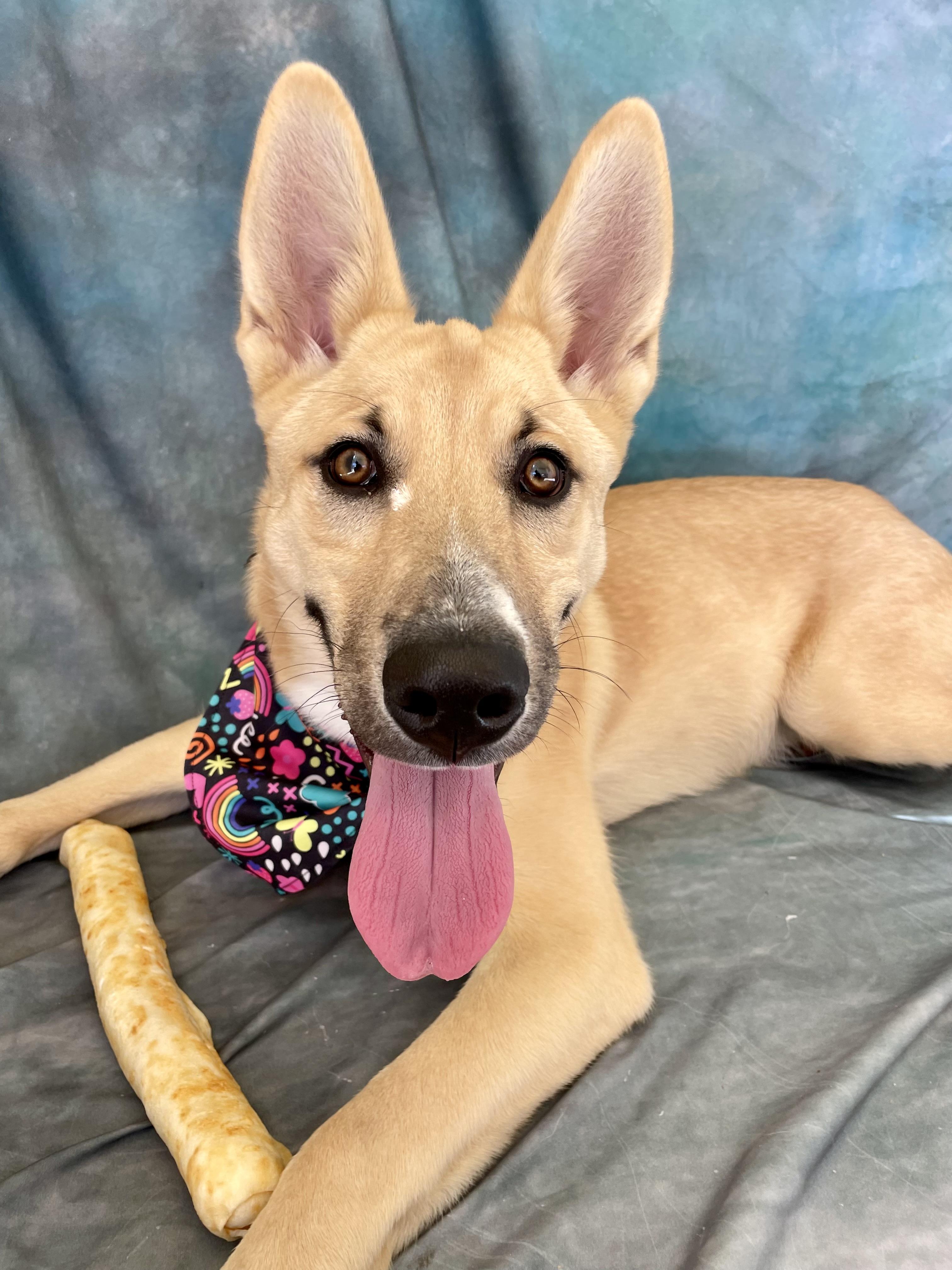 Enlarge Rollo, an adopted mixed breed in Salinas, CA image 2/6