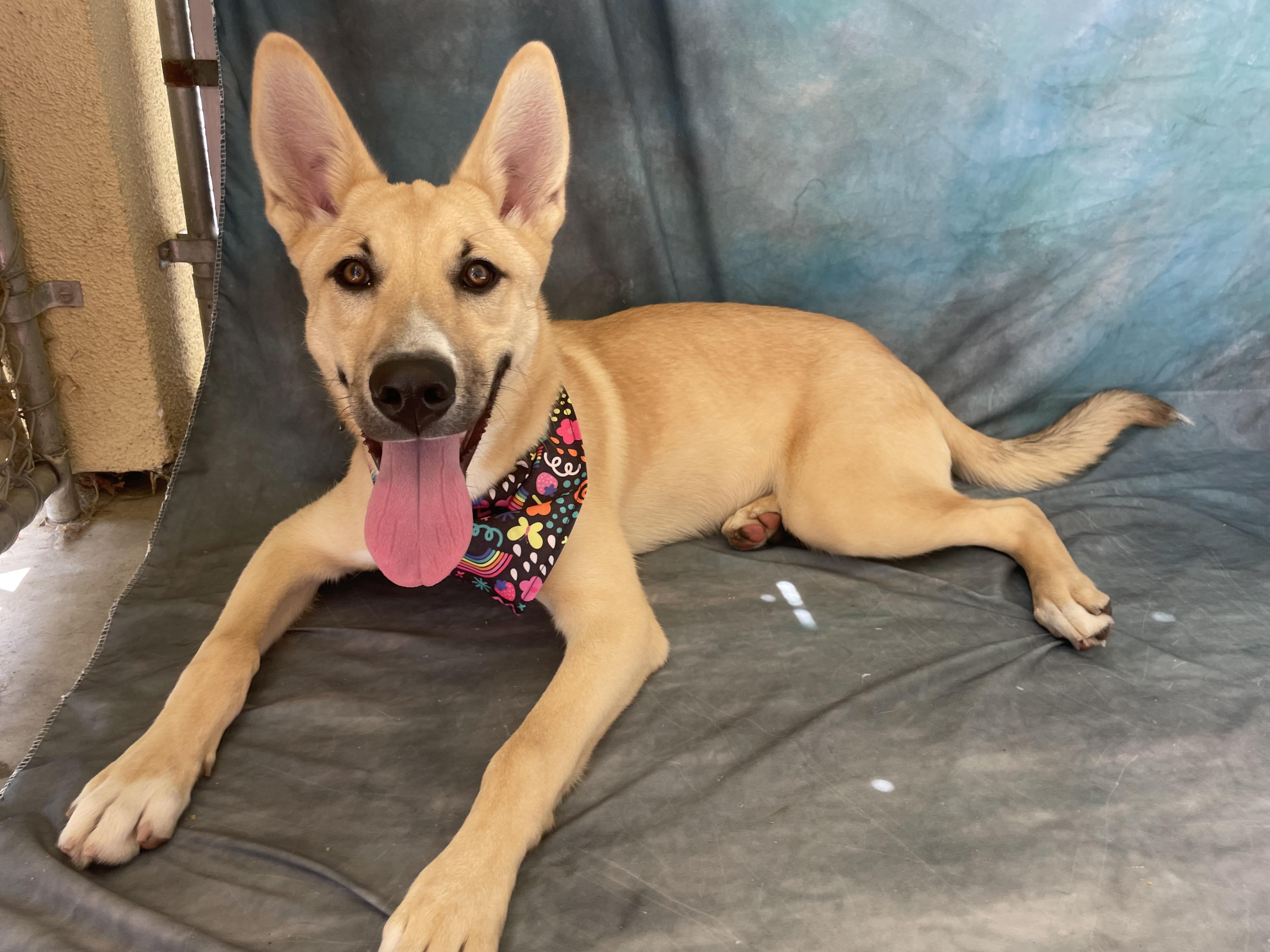 Enlarge Rollo, an adopted mixed breed in Salinas, CA image 5/6
