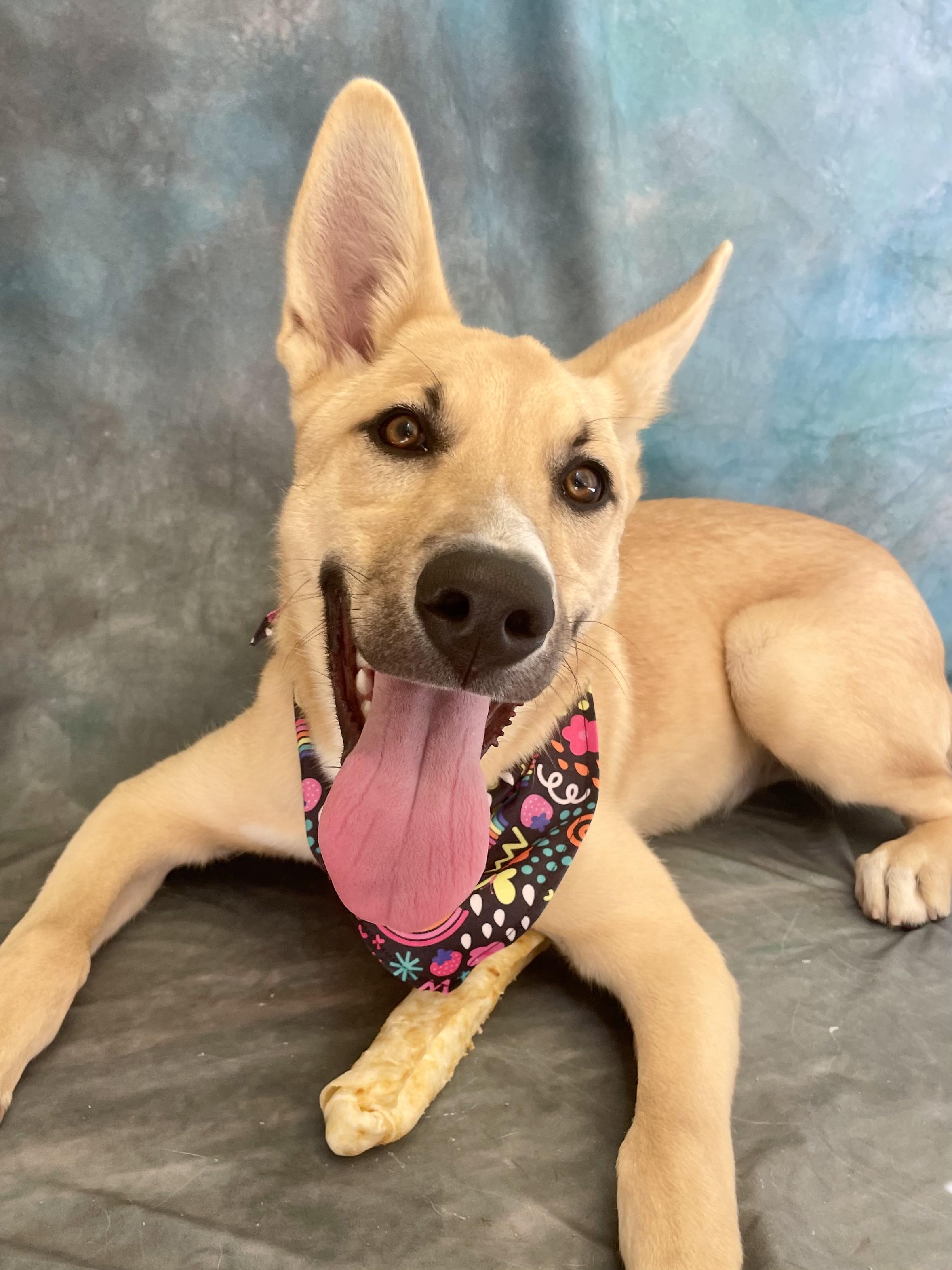 Enlarge Rollo, an adopted mixed breed in Salinas, CA image 3/6