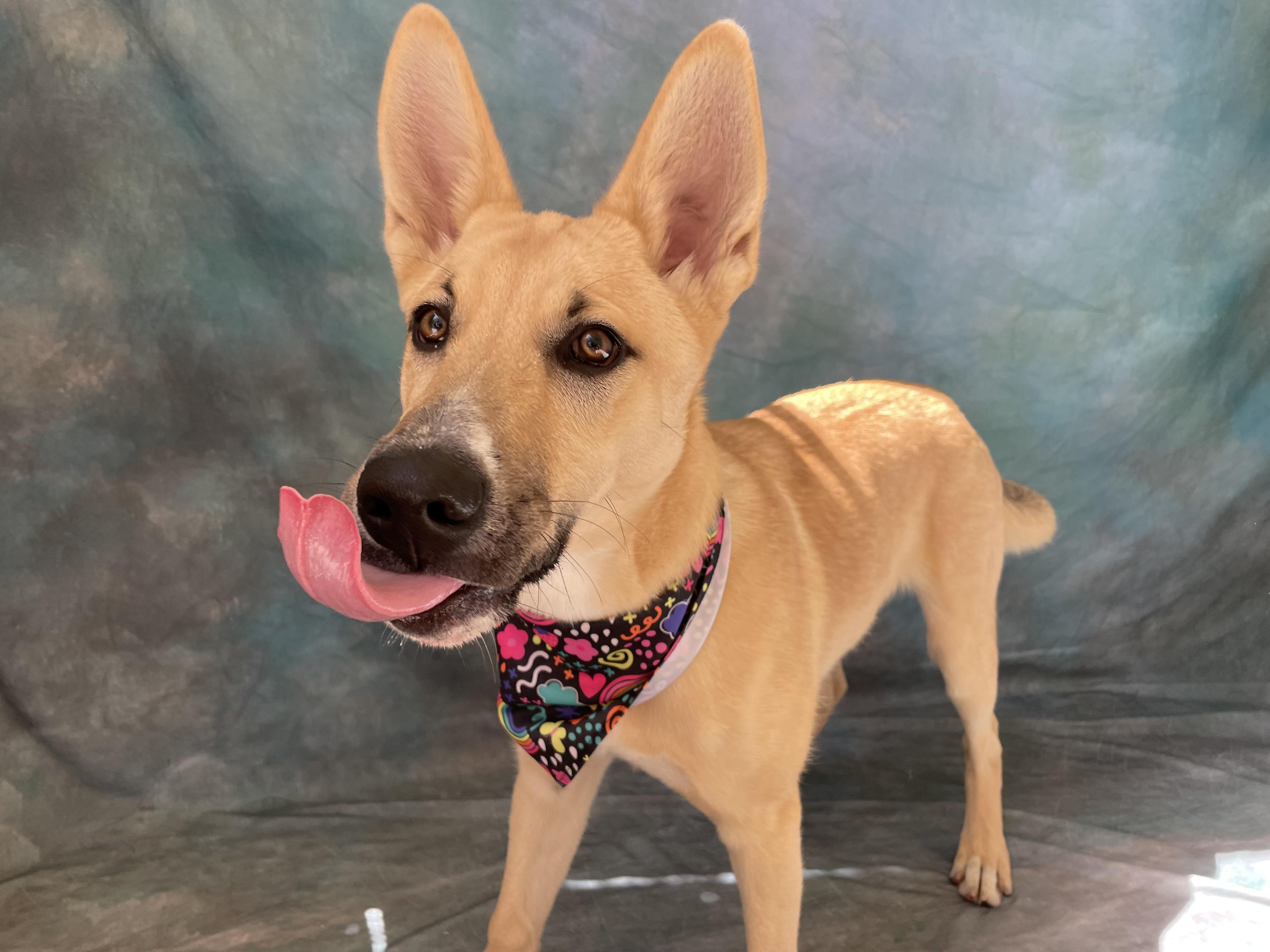 Enlarge Rollo, an adopted mixed breed in Salinas, CA image 4/6