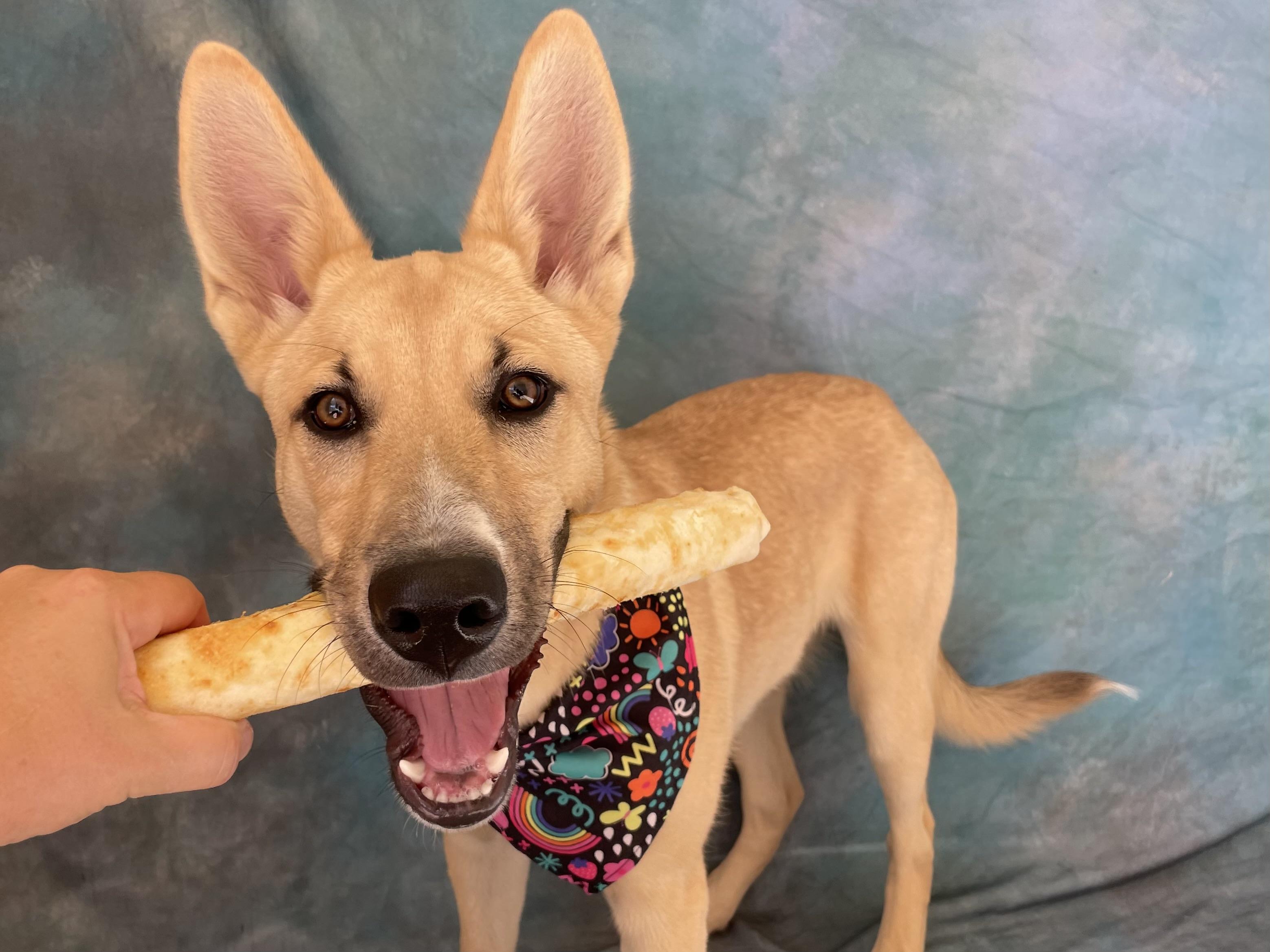 Enlarge Rollo, an adopted mixed breed in Salinas, CA image 6/6