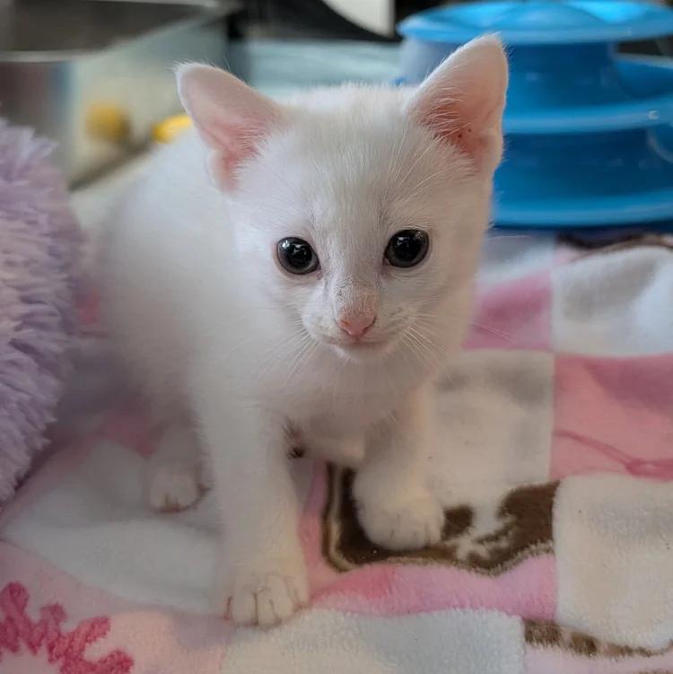 Enlarge quartz, a ADOPTABLE Domestic Short Hair in Davison, MI image 1/2