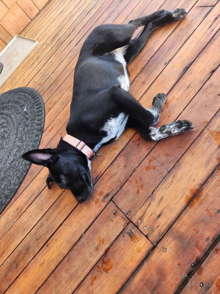 Enlarge Spoiler, a Adoptable mixed breed in Spokane, WA image 4/6