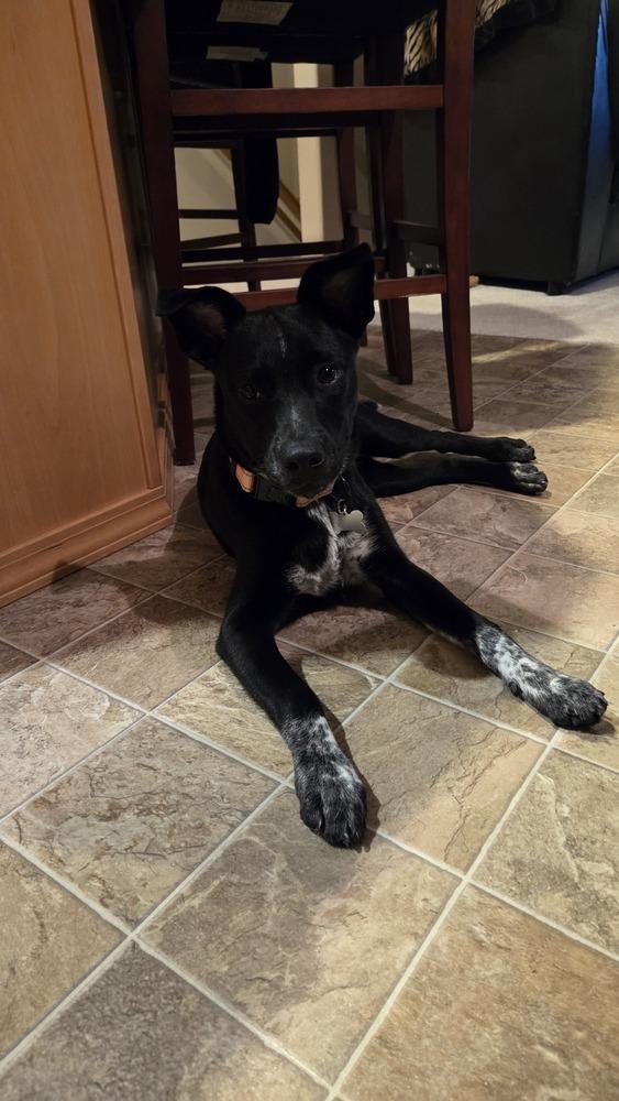 Enlarge Spoiler, a Adoptable mixed breed in Spokane, WA image 5/6