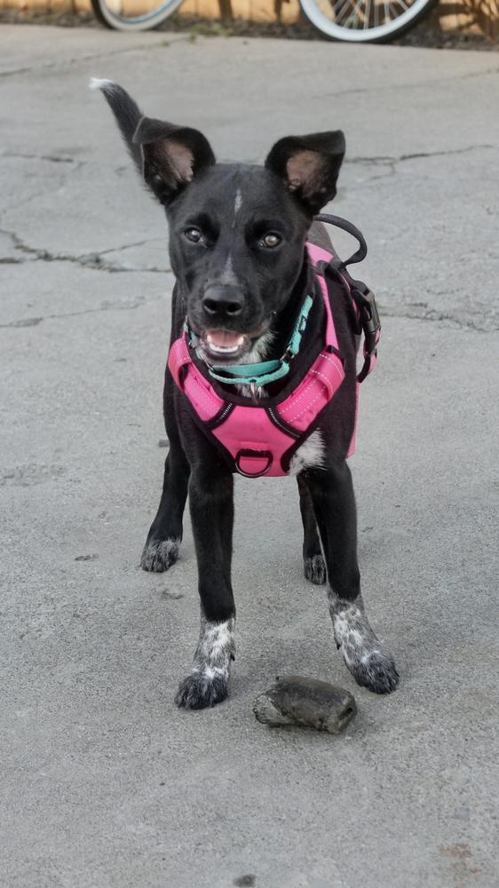 Enlarge Spoiler, a Adoptable mixed breed in Spokane, WA image 6/6