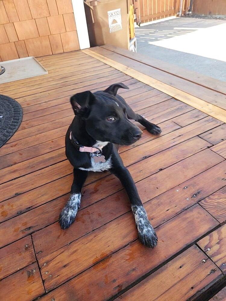 Spoiler, Adoptable, Puppy Female Mixed Breed & Cattle Dog.