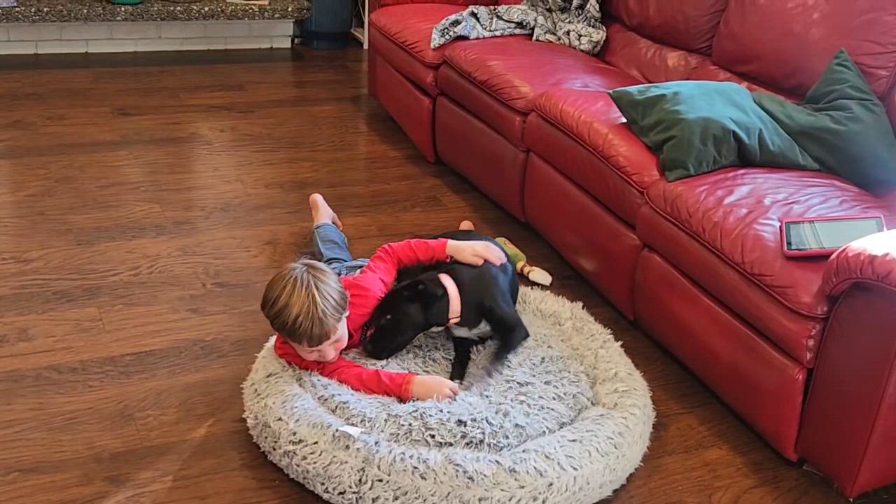 Enlarge Spoiler, a Adoptable mixed breed in Spokane, WA video 3/6