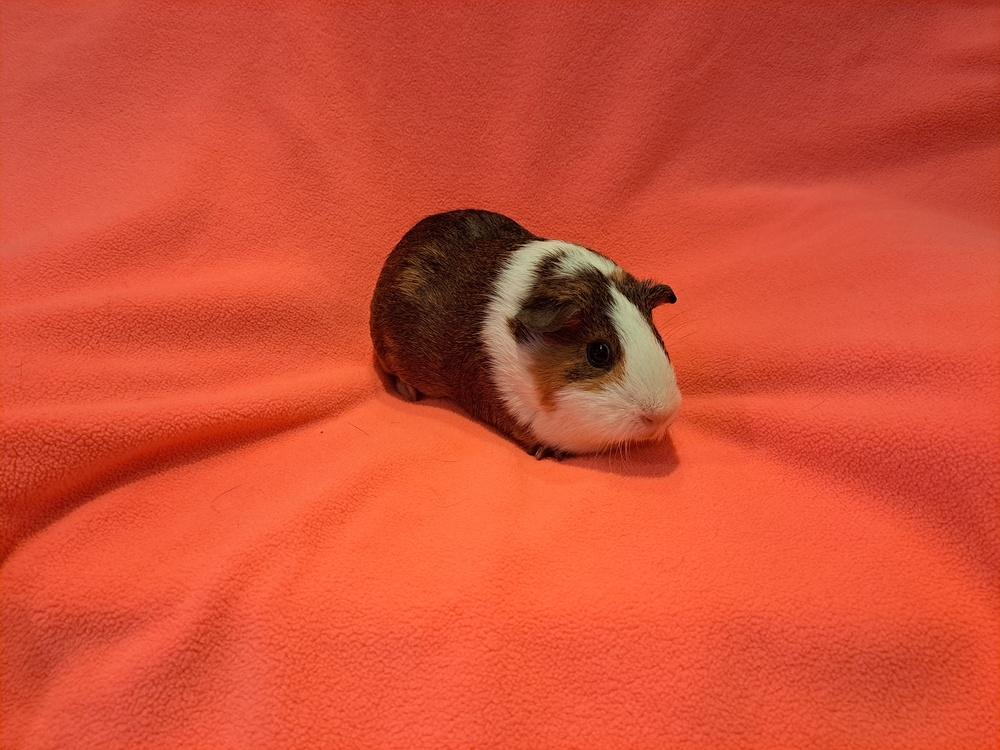 Chloe and Claudia, Adoptable, Baby Female Guinea Pig & Guinea Pig.