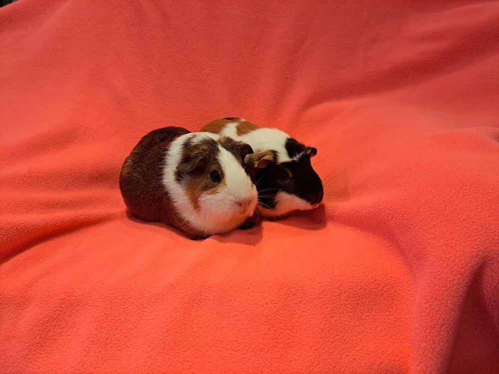 Enlarge Chloe and Claudia, a Adoptable mixed breed in South Bend, IN image 5/5