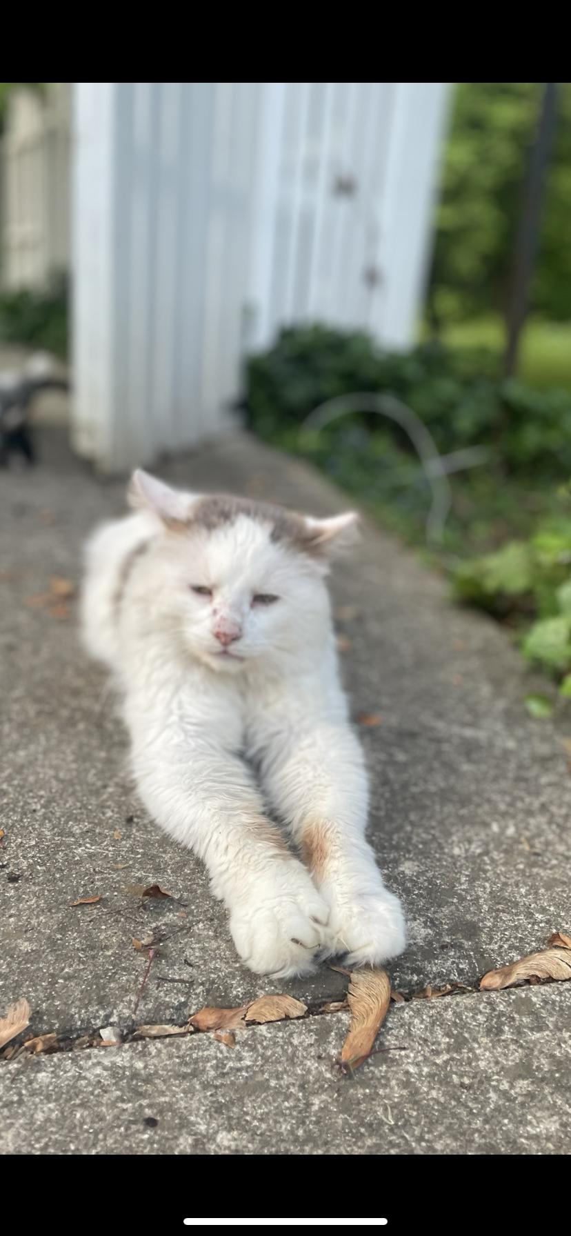 Toby, Adult Male Domestic Medium Hair