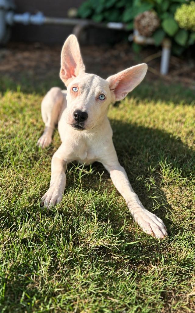 Enlarge Elizaa, a Adoptable mixed breed in Douglasville, GA image 1/2
