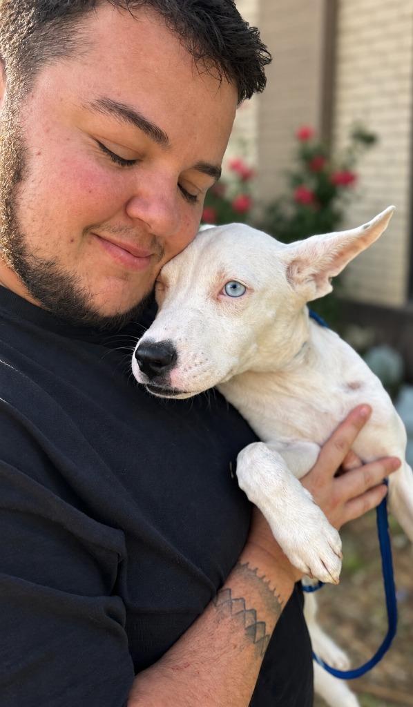 Enlarge Elizaa, a Adoptable mixed breed in Douglasville, GA image 2/2