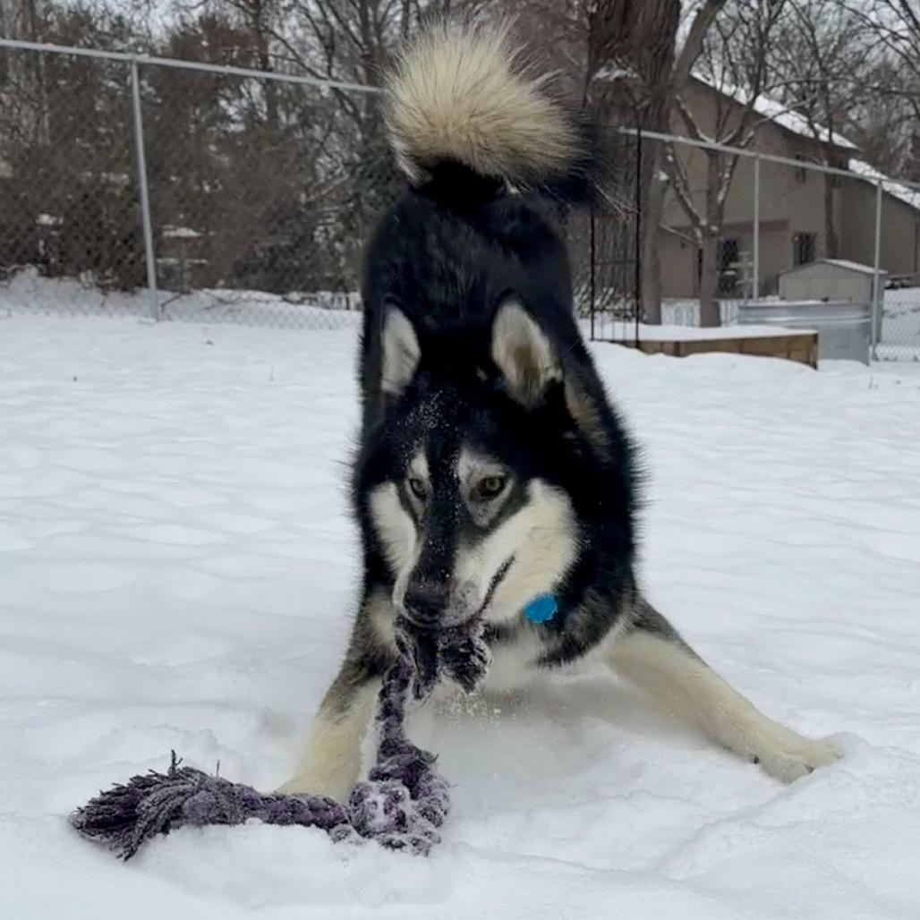 Mount Everest D9997, Adoptable, Adult Male Husky & Siberian Husky.