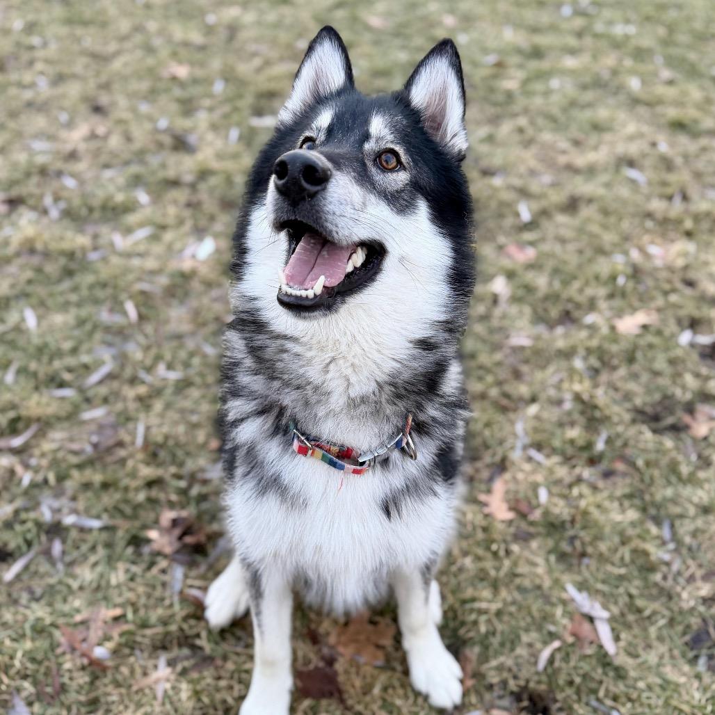 Enlarge Mount Everest D9997, a Adoptable mixed breed in Princeton, MN image 1/6