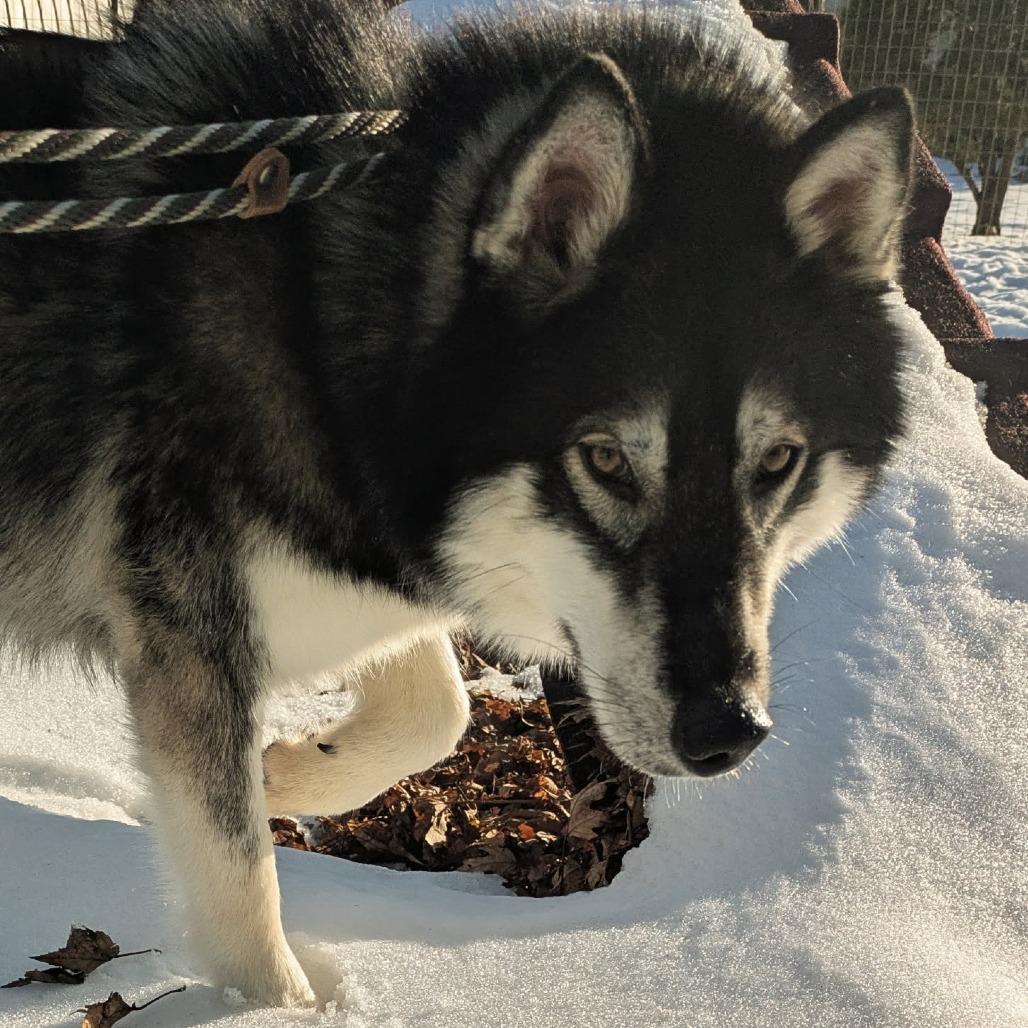 Mount Everest D9997, a Adoptable mixed breed in Princeton, MN image 2/6
