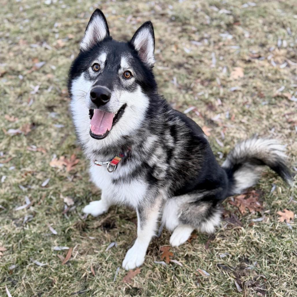 Enlarge Mount Everest D9997, a Adoptable mixed breed in Princeton, MN image 2/6