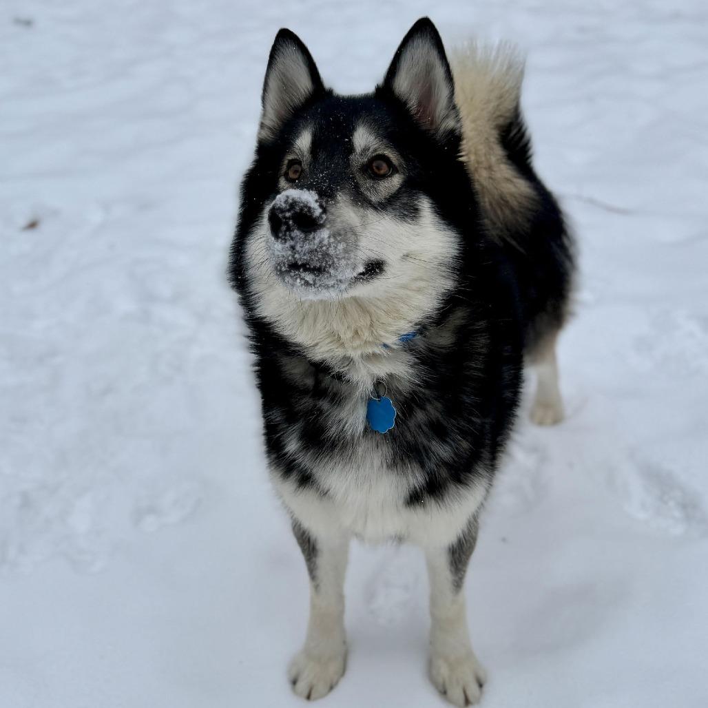 Mount Everest D9997, a Adoptable mixed breed in Princeton, MN image 3/6