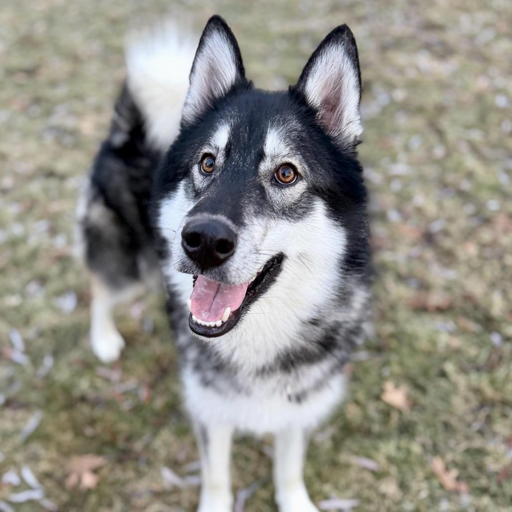 Enlarge Mount Everest D9997, a Adoptable mixed breed in Princeton, MN image 4/6