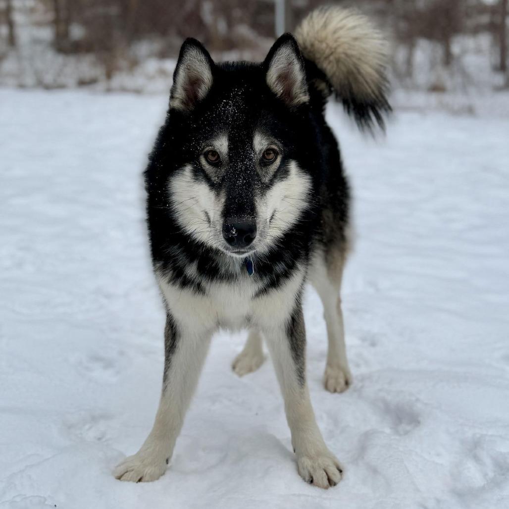 Mount Everest D9997, a Adoptable mixed breed in Princeton, MN image 4/6