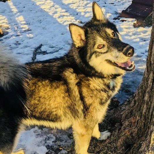 Mount Everest D9997, a Adoptable mixed breed in Princeton, MN image 5/6