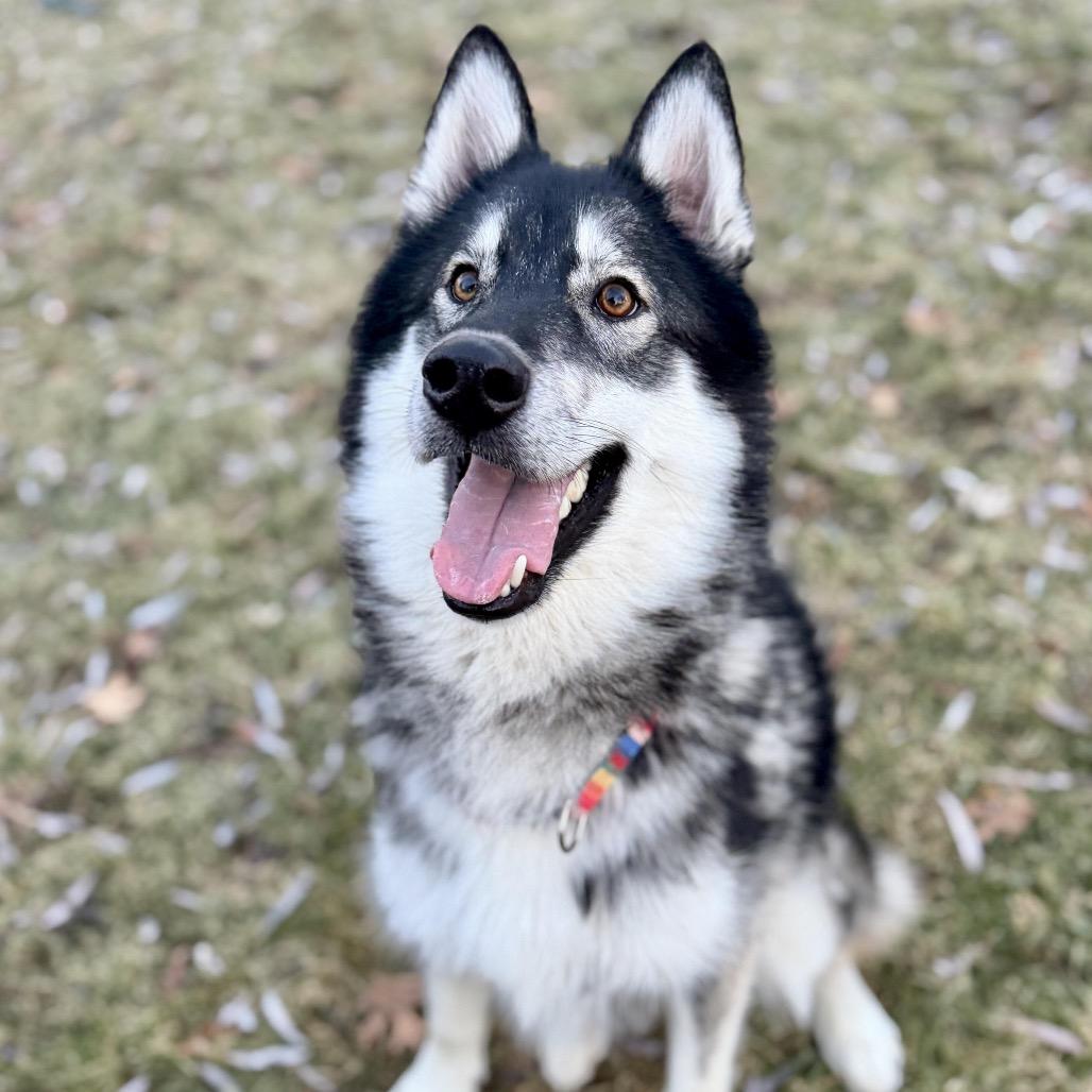 Enlarge Mount Everest D9997, a Adoptable mixed breed in Princeton, MN image 6/6