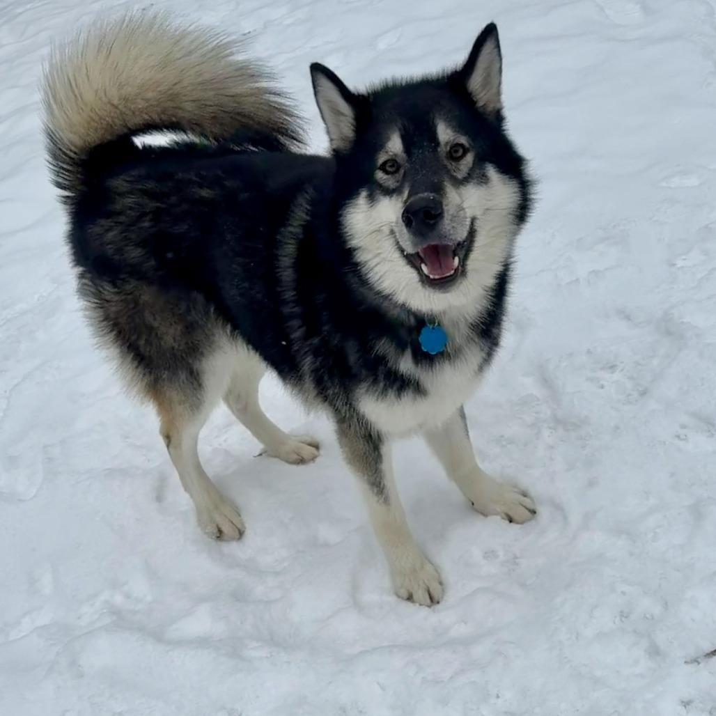 Mount Everest D9997, a Adoptable mixed breed in Princeton, MN image 6/6