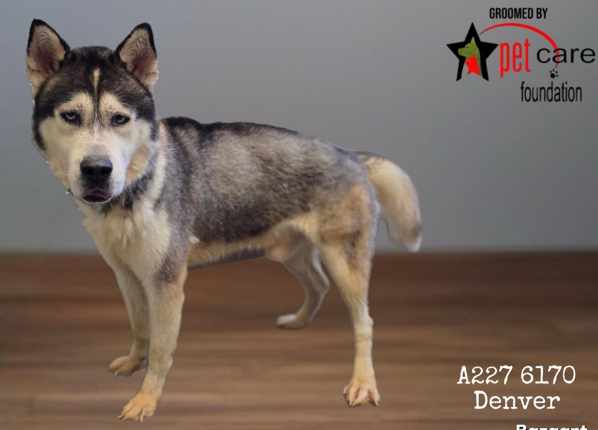 DENVER, Adoptable, Adult Male Siberian Husky.