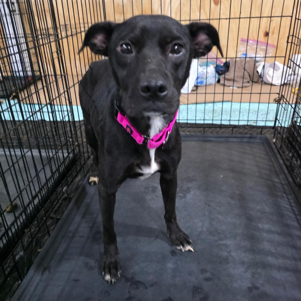 Smoker, Adoptable, Young Female Mixed Breed.