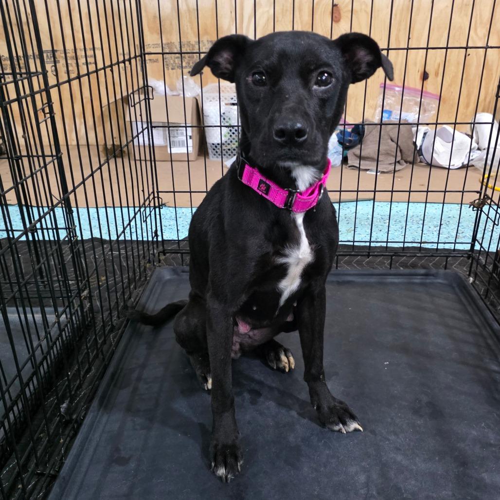 Enlarge Smoker, a Adoptable Mixed Breed in Clarksville, TN image 2/6