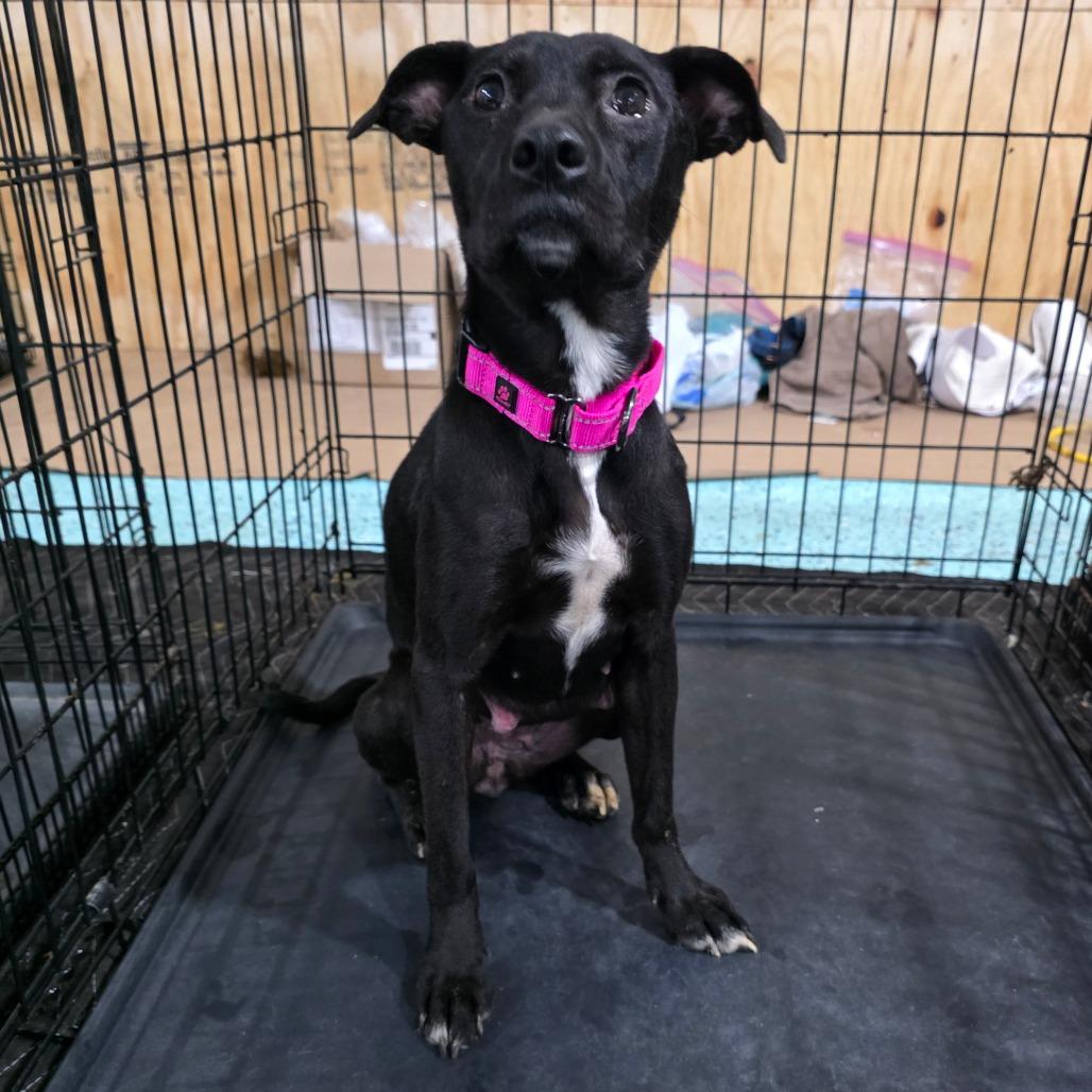 Enlarge Smoker, a Adoptable Mixed Breed in Clarksville, TN image 3/6