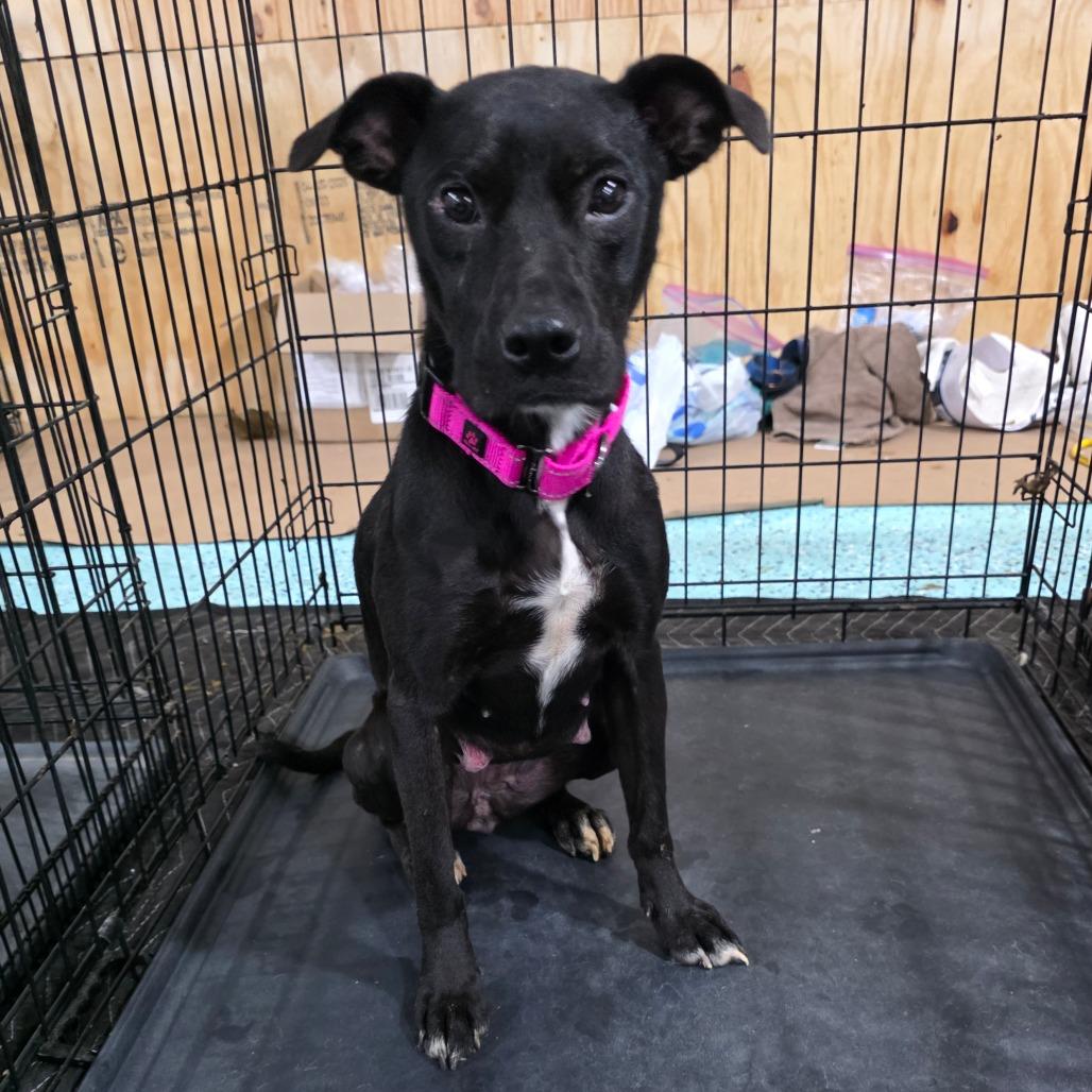 Enlarge Smoker, a Adoptable Mixed Breed in Clarksville, TN image 4/6