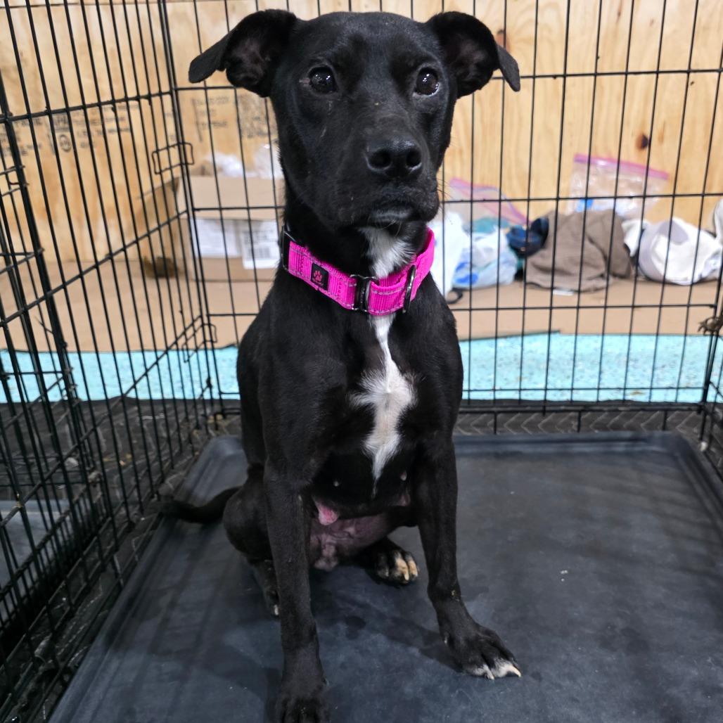 Enlarge Smoker, a Adoptable Mixed Breed in Clarksville, TN image 5/6