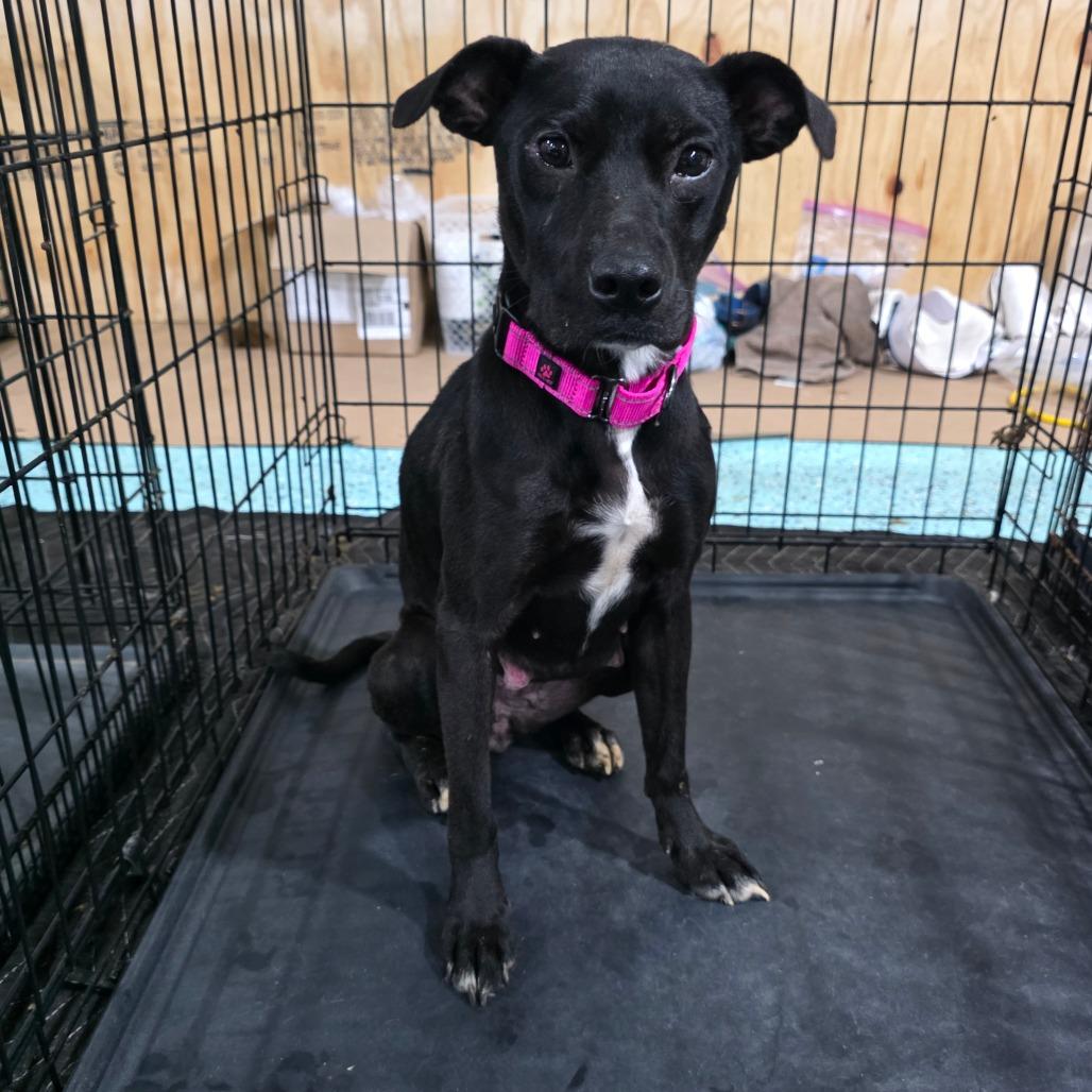 Enlarge Smoker, a Adoptable Mixed Breed in Clarksville, TN image 6/6