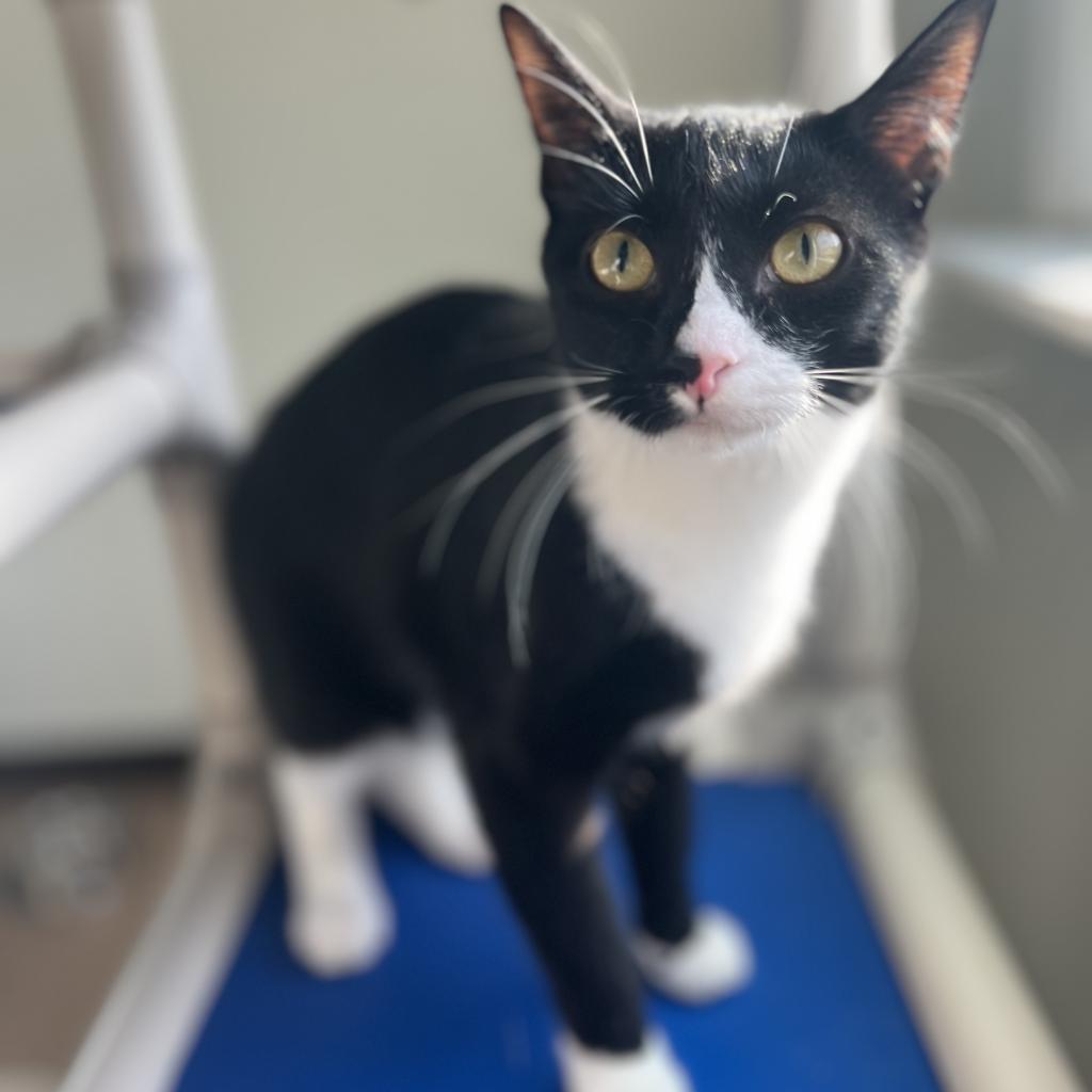 Enlarge Storm, a Adoptable Domestic Short Hair in Harrisville, WV image 1/3