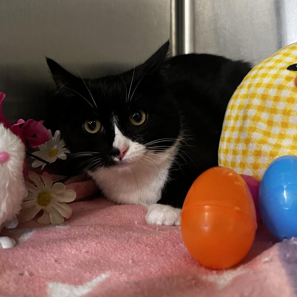 Enlarge Storm, a Adoptable Domestic Short Hair in Harrisville, WV image 2/3