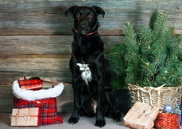 GILLY, Adoptable, Young Female Labrador Retriever.