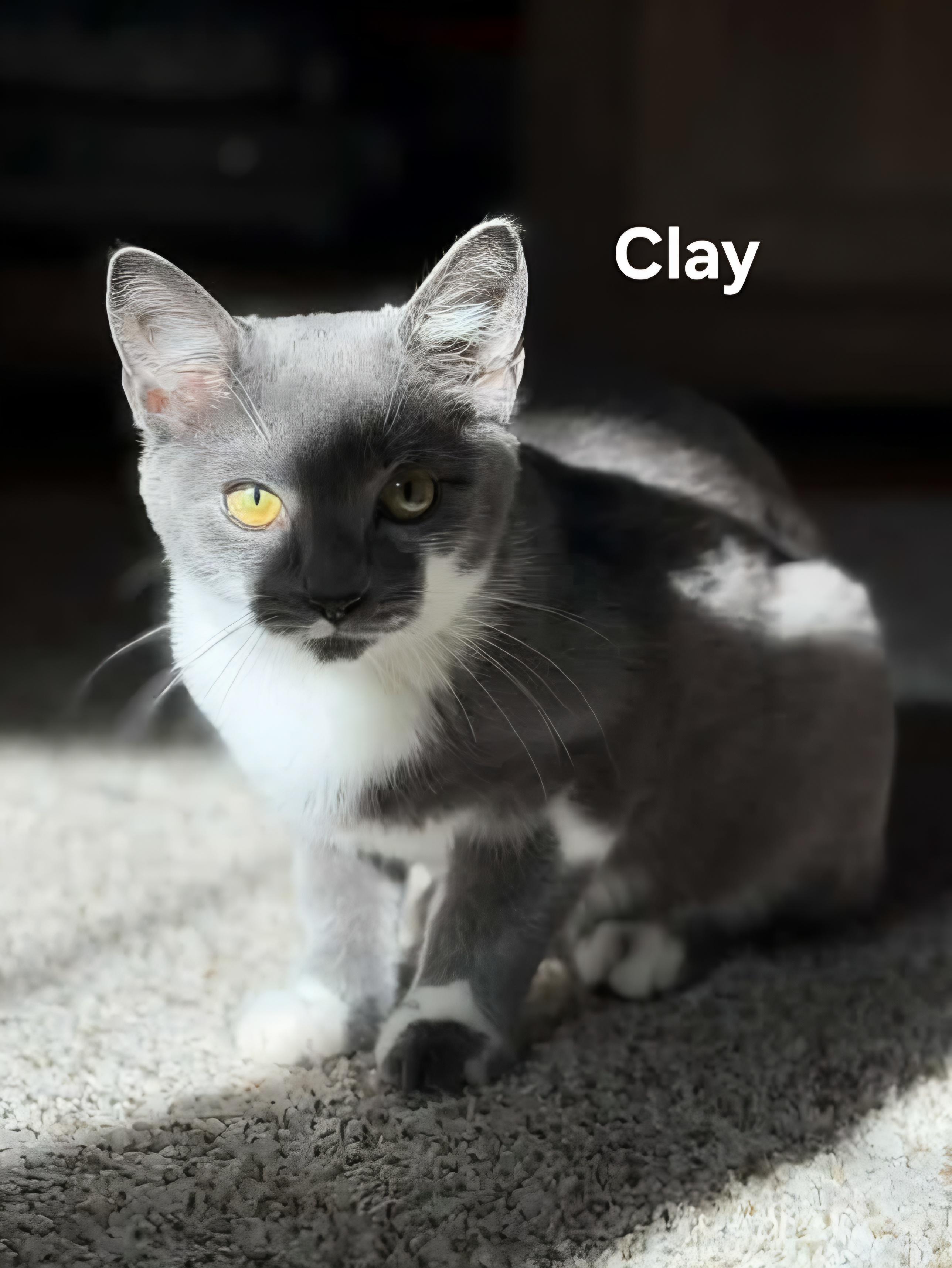 Enlarge Clay, a Adopted Domestic Short Hair in Chicopee, MA image 1/2
