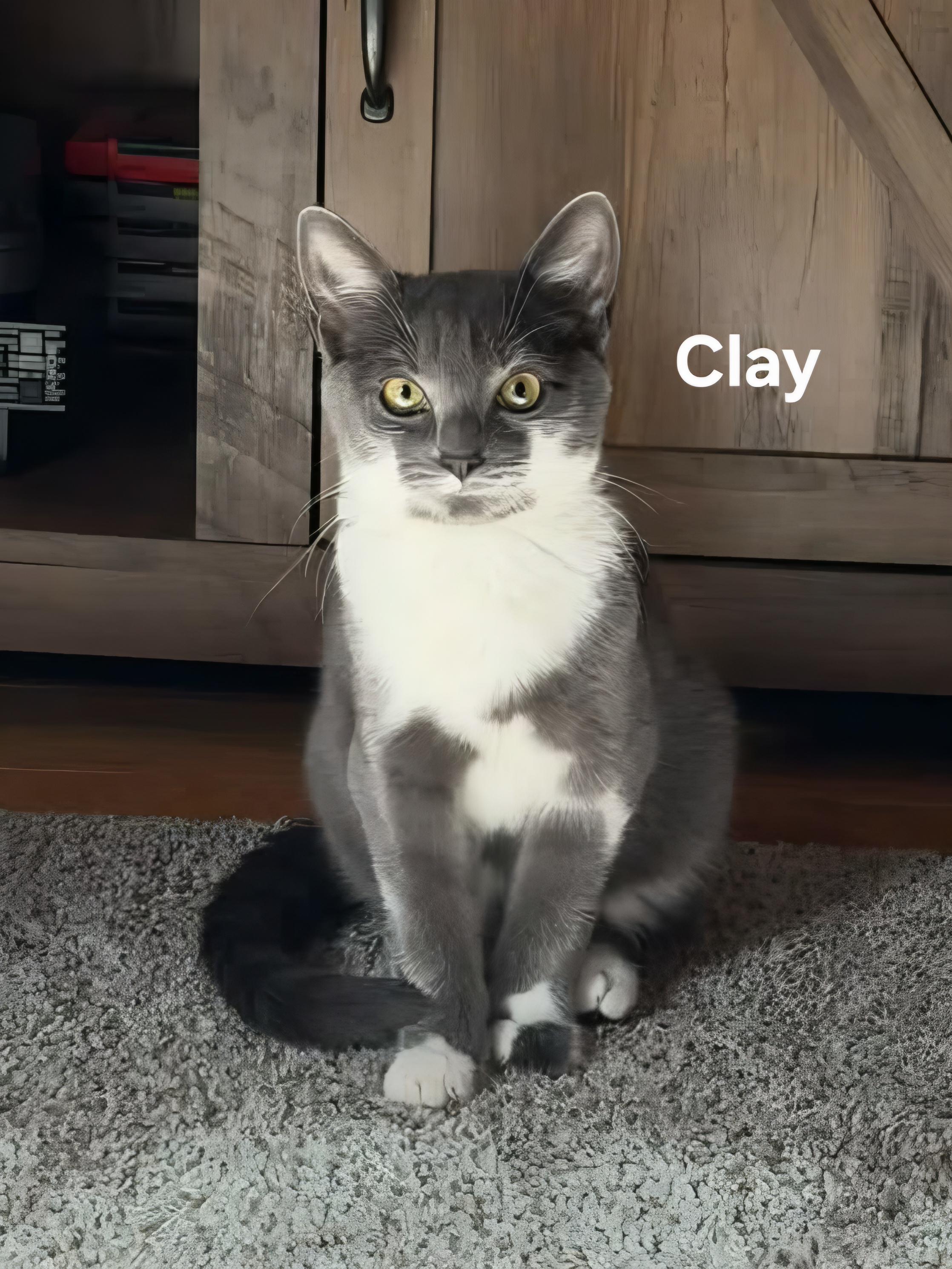 Enlarge Clay, a Adopted Domestic Short Hair in Chicopee, MA image 2/2