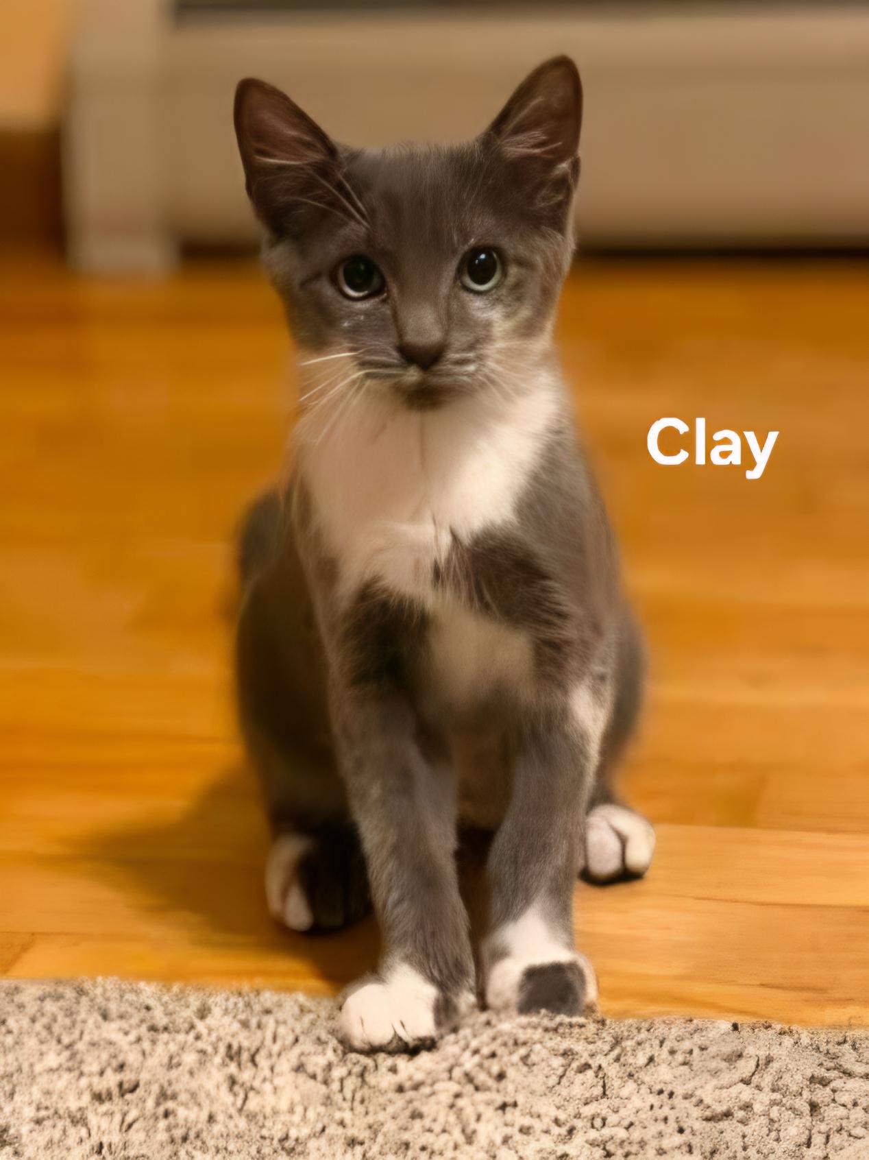 Enlarge Clay, a ADOPTABLE Domestic Short Hair in Chicopee, MA image 2/2