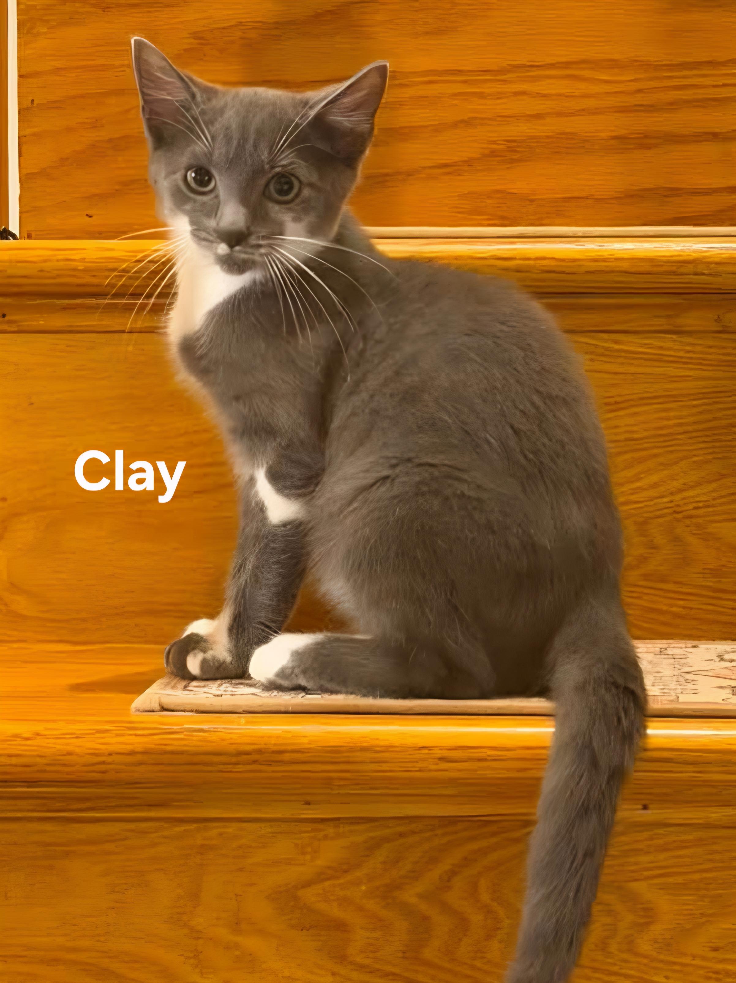 Clay, ADOPTABLE, Kitten Male Domestic Short Hair.